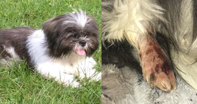 Alabama rot warning after dog dies in Manchester