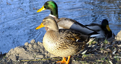 Researchers develop single vaccine for avian flu and duck enteritis