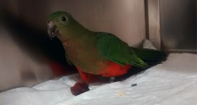 Microchipping plea after two stray parrots found in Cardiff