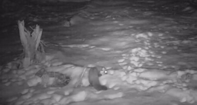 Rare pine marten captured on camera in Northumberland