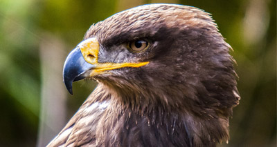 Avian influenza discovered in wild bird in Wales