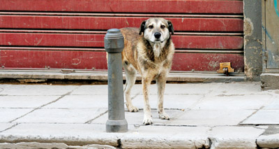 Education key to fight against rabies, study suggests