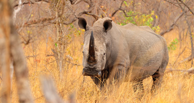 Australia holds first ever ivory crush