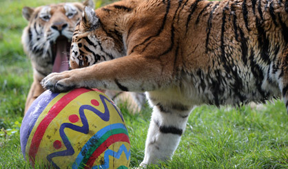 Tigers treated to egg-citing first date