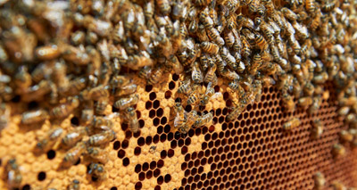Honey bee colonies shed light on human brain