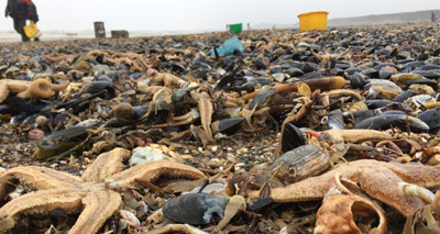 Mass die-off of marine creatures along North Sea coast