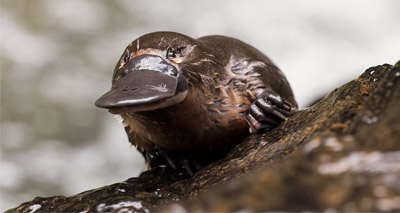 Platypus milk protein could ‘save lives’