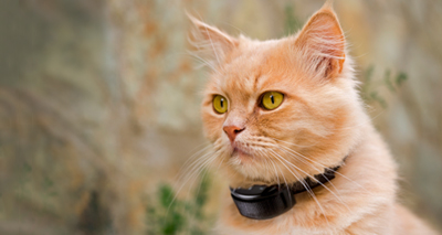 Electronic collars – a benefit to animals?