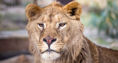 Lion rescued from illegal zoo arrives at sanctuary