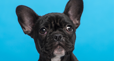 United Airlines admits responsibility for dog death