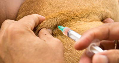New campaign to improve access to veterinary therapeutics