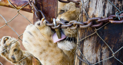 Report documents shocking growth of captive lion trade