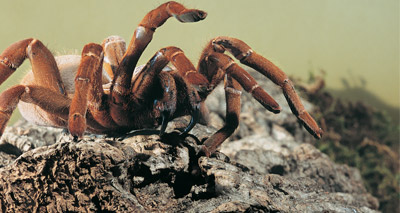 Canada becomes leading exporter of Mexican tarantulas
