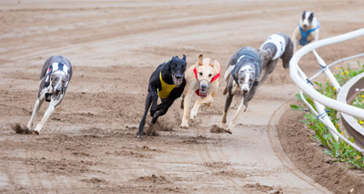 Greyhound injury and retirement data published