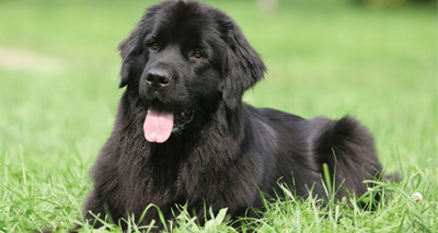 New resources to help breed out hip and elbow dysplasia