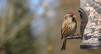 Study highlights link between bird feeders and disease