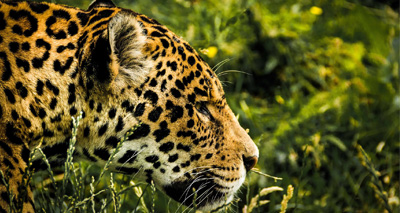 Growing illicit trade in jaguar fangs