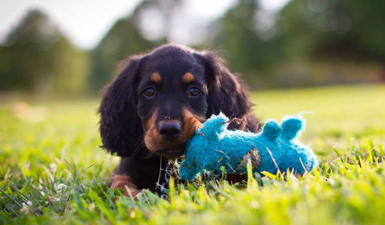 Dogs create a ‘mental representation’ of objects they smell