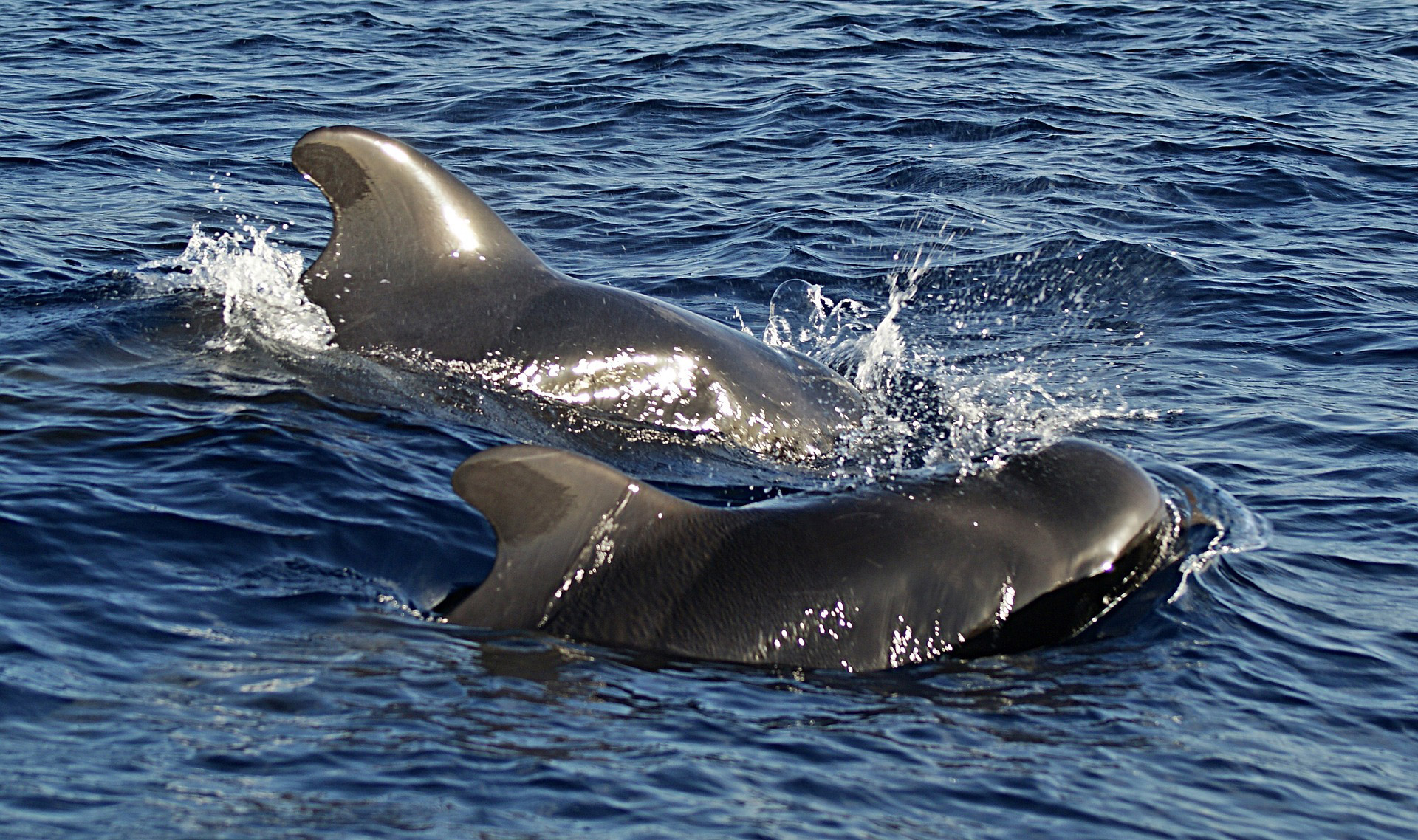 Over 140 whales die in mass beaching in Western Australia