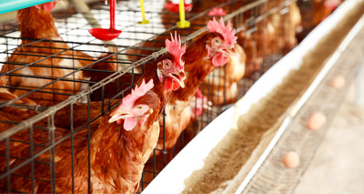 Ban on formaldehyde in feed comes into effect