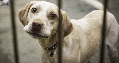 Scotland sees huge rise in animal cruelty seizures