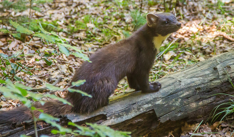 Pine martens could aid red squirrel populations, study finds