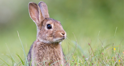 New Zealand to release rabbit-culling virus