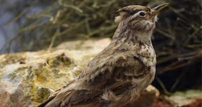 ‘Catastrophic’ fall in French bird populations