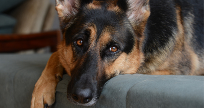 Kennel Club issues breed health guide for judges