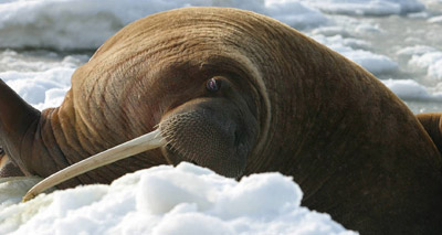 Arctic walrus spotted in North Sutherland