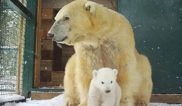 Polar bear cub emerges at Scottish wildlife park