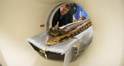 US vets perform pioneering CT scan on a python