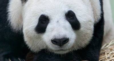 Edinburgh Zoo suspends panda breeding