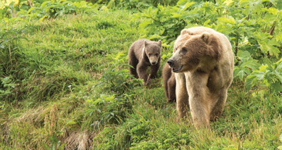 Bear cubs spending more time with mothers