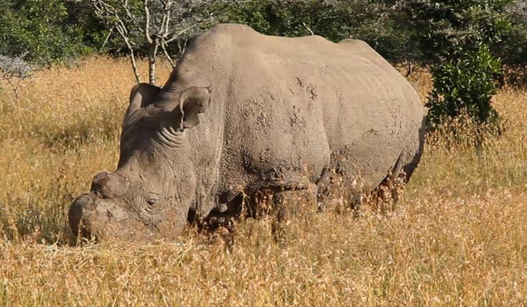 Conservationists fight to save last male northern white rhino