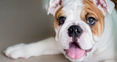 Vets raise concerns about show dog health at Crufts