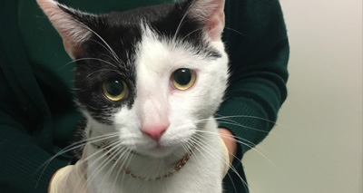 Vets remove bangle from cat’s neck