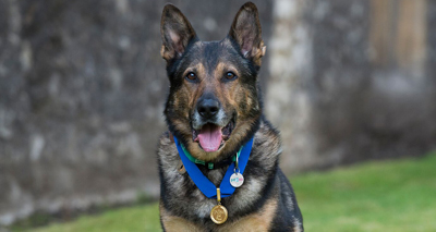 Police dog Finn gets gold medal for bravery