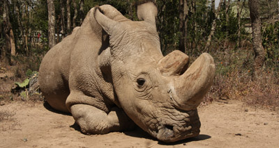 World’s last male northern white rhino dies