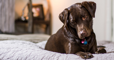 Pet loss and end of life care