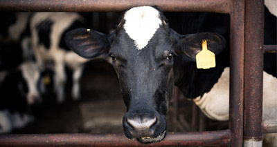 Vets urge government to act swiftly on animal sentience law