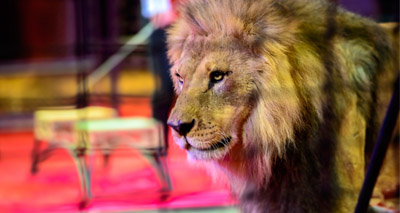 Britain’s 'last lion tamer' refused licence