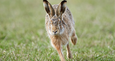 Record-breaking season for hare coursing operation