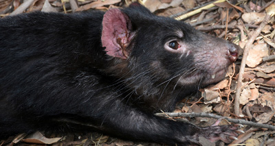 Human anti-cancer drugs could help Tasmanian devils