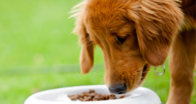 Dog and human microbiomes ‘more similar than thought’