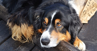 Custom implant saves dog’s life
