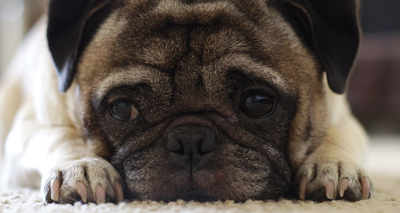 Can brachycephalic dogs be healthy?