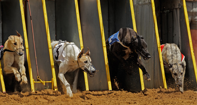 Leaked figures show high death rates in NSW racing greyhounds
