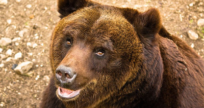 Brown bear death ‘a tragic fatality’