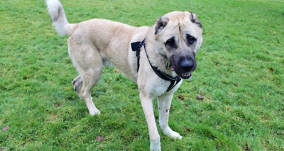 Charity reports surge in dogs with cropped ears